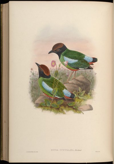 Pitta cucullata = Pitta sordida cucullata von John Gould